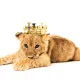 Leonlion
